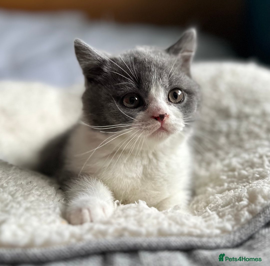 British Shorthair cats for sale: Pedigree British Shorthair Kittens - Image 14