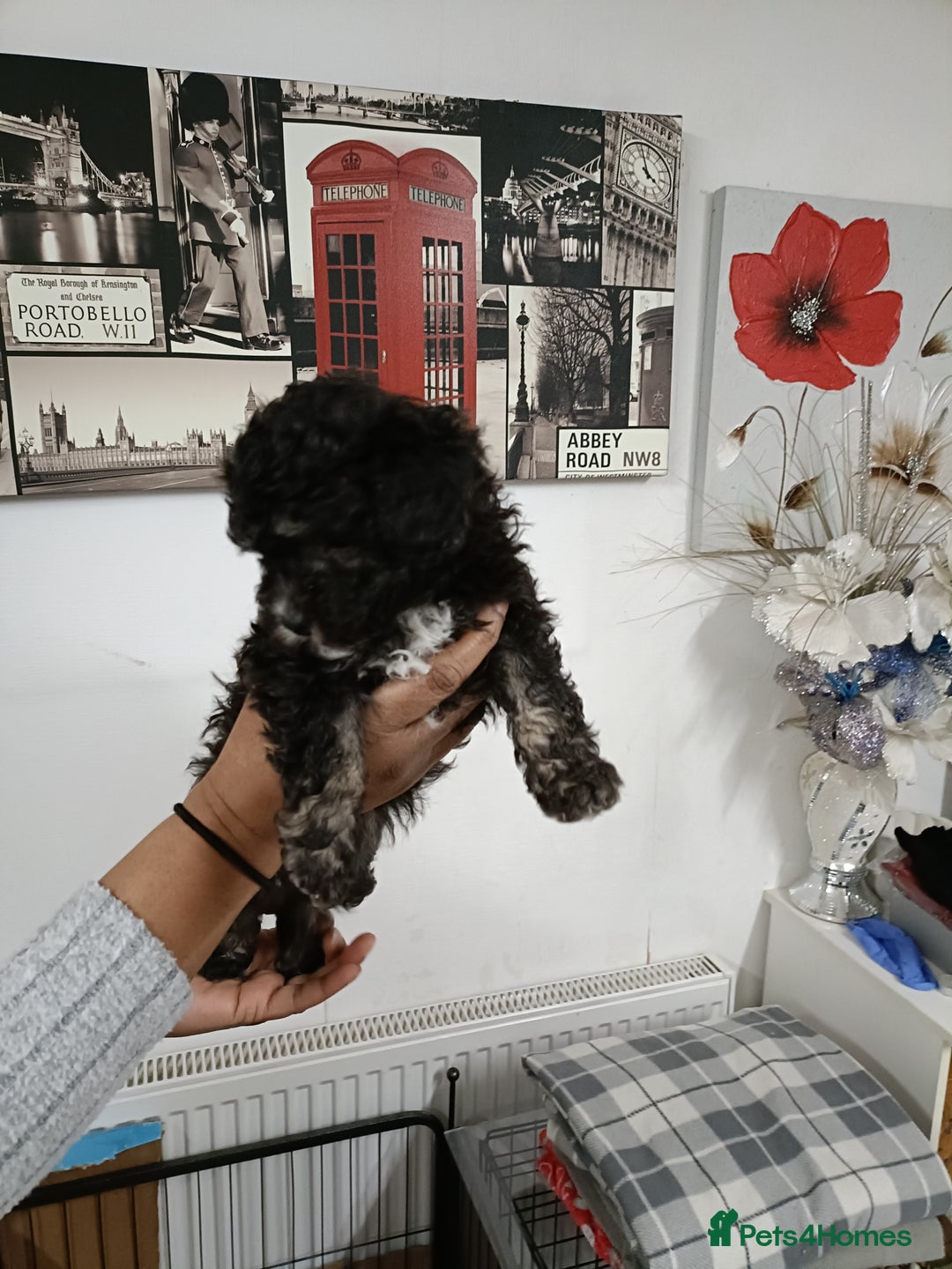 Toy Poodle dogs for sale: Asian phantom toy poodles - Advert 4
