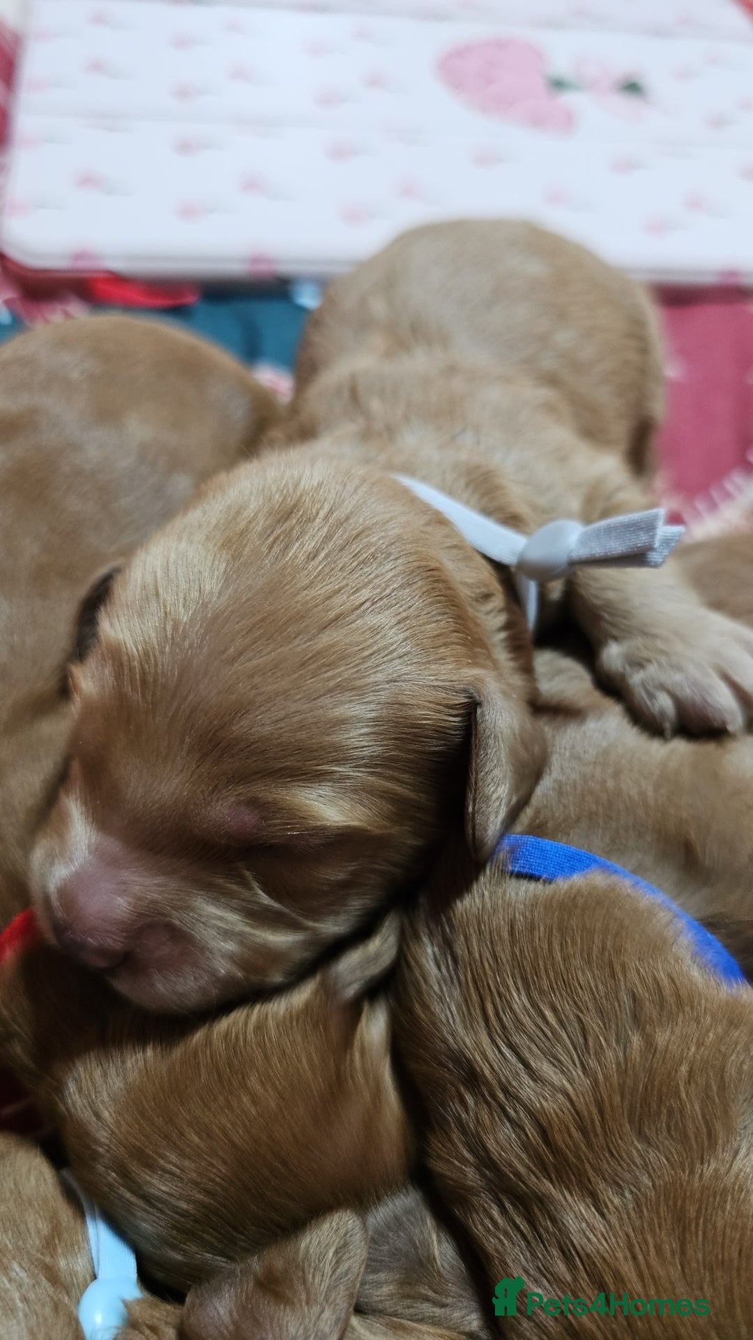 Cavapoo dogs for sale: Dashing Cavapoo Puppies  - Advert 23