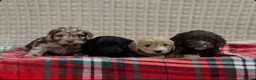 Cockapoo dogs for sale: STUNNING COCKAPOO PUPPIES READY NOW - Advert 17