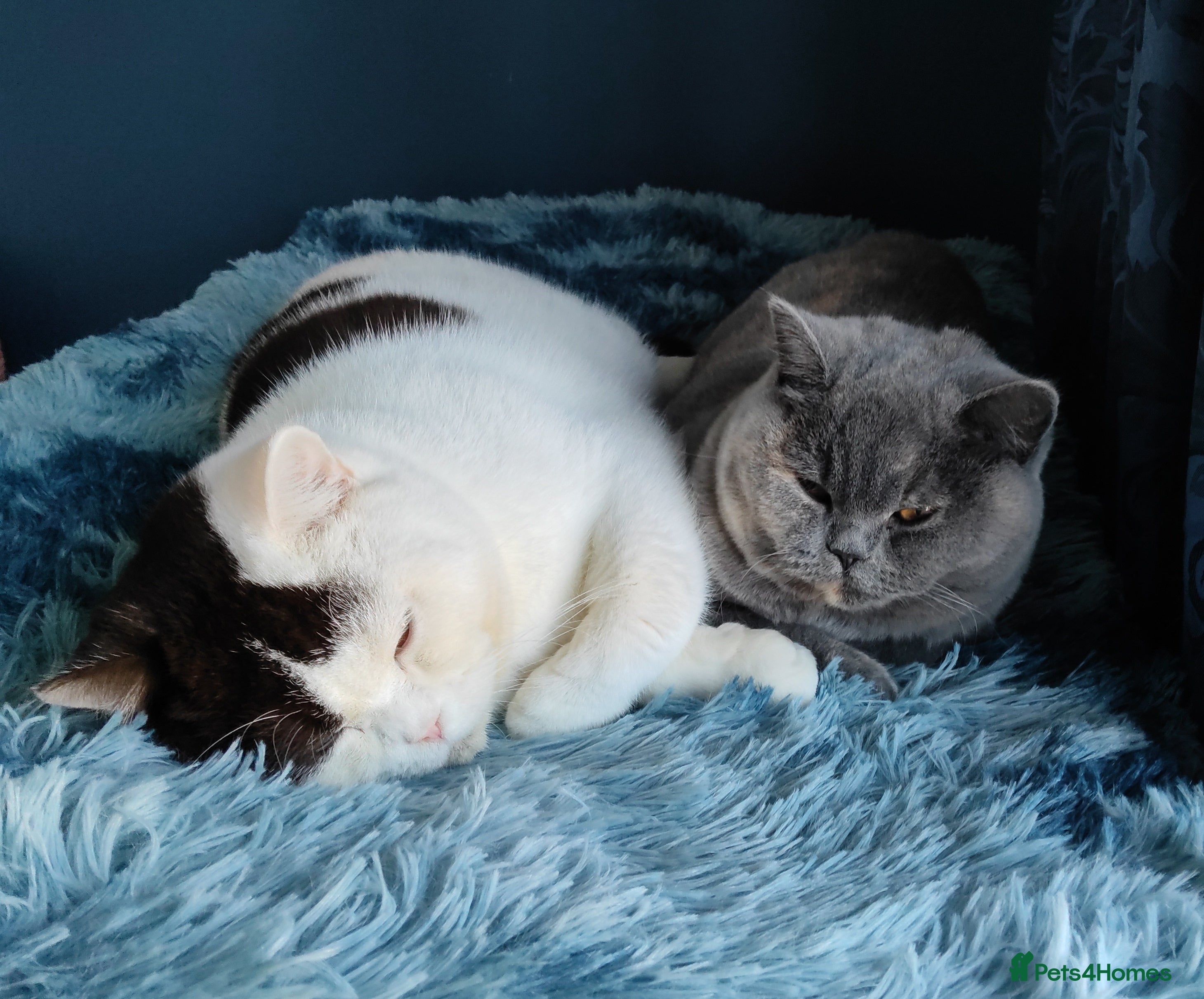 British Shorthair cats GCCF champions lines.Odd eyes boy and girl. - Advert 17