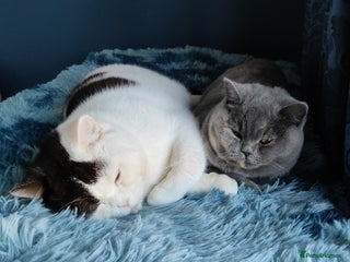 British Shorthair cats GCCF champions lines.Odd eyes boy and girl. - Advert 17