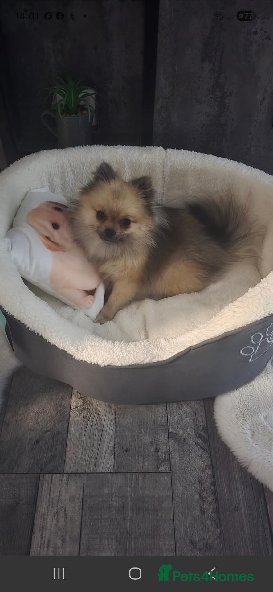 Pomeranian dogs Little Sharlotr - Advert 2