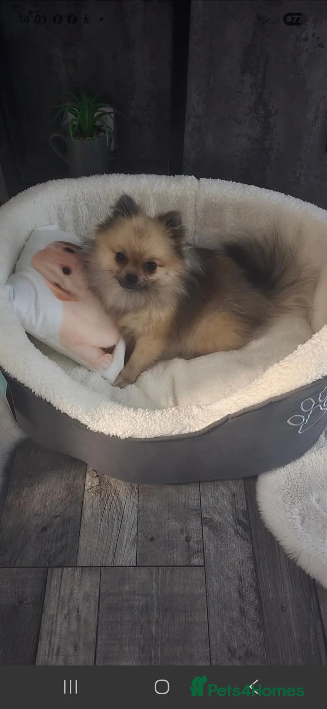 Pomeranian dogs for sale: Little Sharlotr - Advert 1