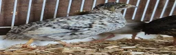 Quail poultry for sale: Chinese Painted Button Quail Groups  - Advert 15
