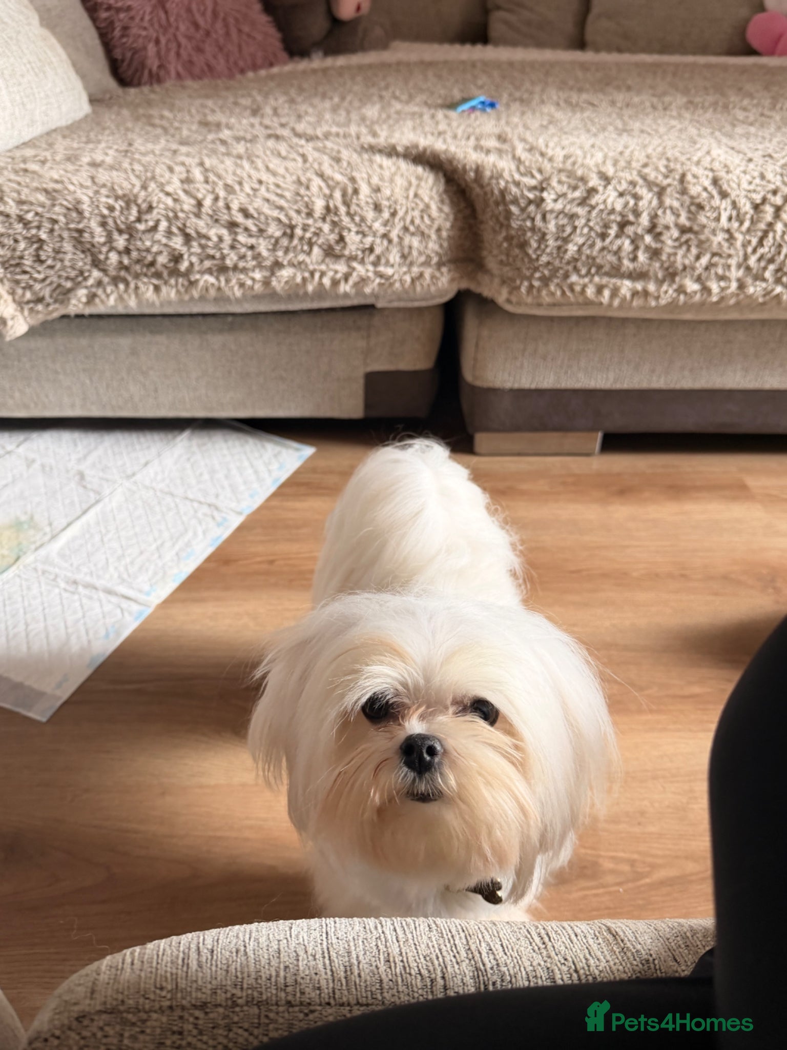 Maltese dogs KOREAN MALTESE  - Advert 3