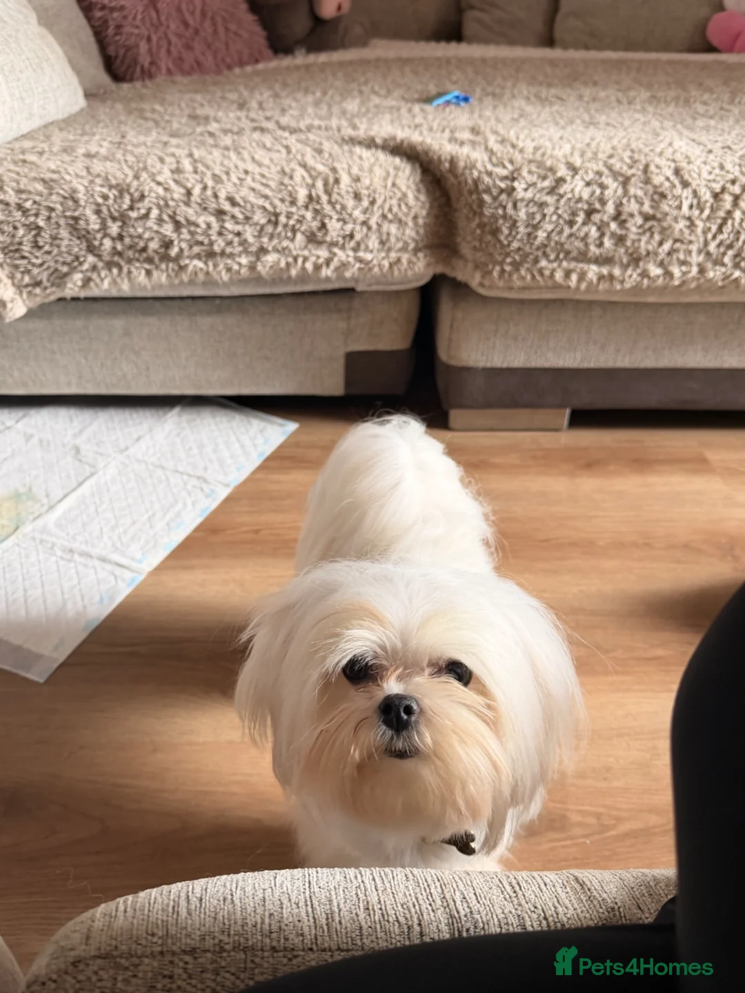 Maltese dogs for sale: KOREAN MALTESE  - Advert 1