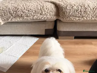 Maltese dogs KOREAN MALTESE - Advert 3