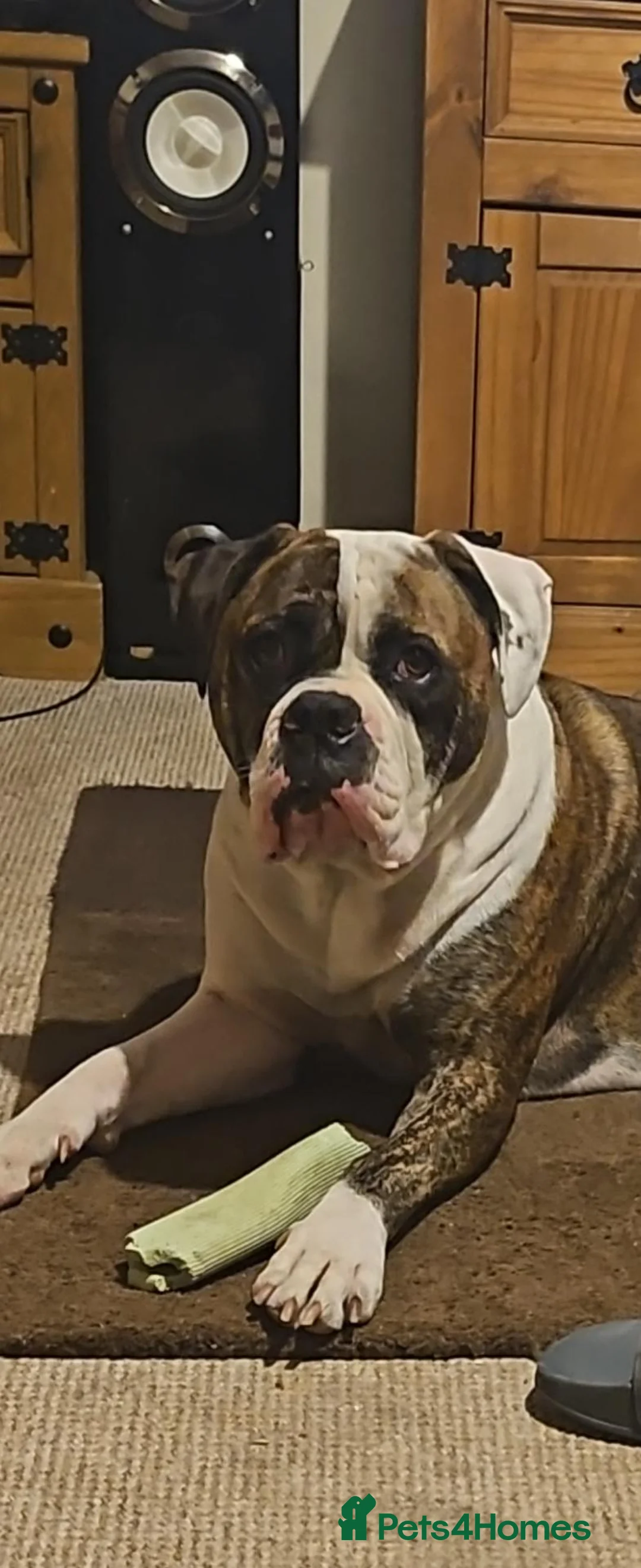 American Bulldog dogs for sale: Rogan  in Northampton - Advert 7