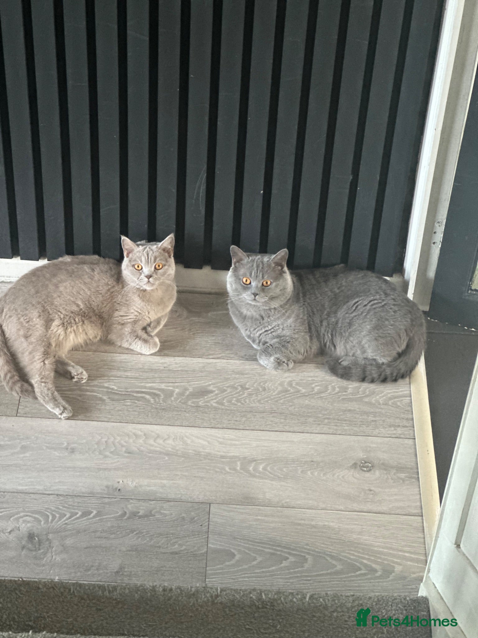 British Shorthair cats 4 beautiful blue British short hair kittens  - Advert 1