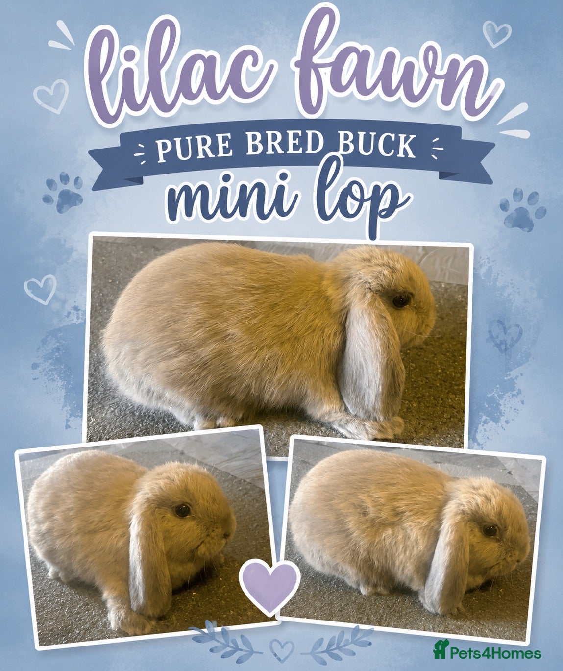 Lionhead rabbits Lilac fawn buck - Advert 1
