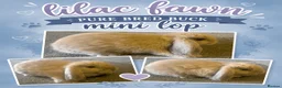 Lionhead rabbits for sale: Lilac fawn buck - Advert 1