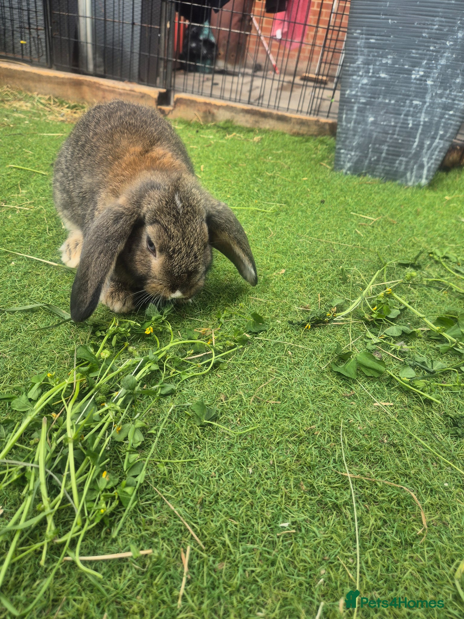 Mini Lop rabbits for sale: Min loop bunnies  - Advert 4