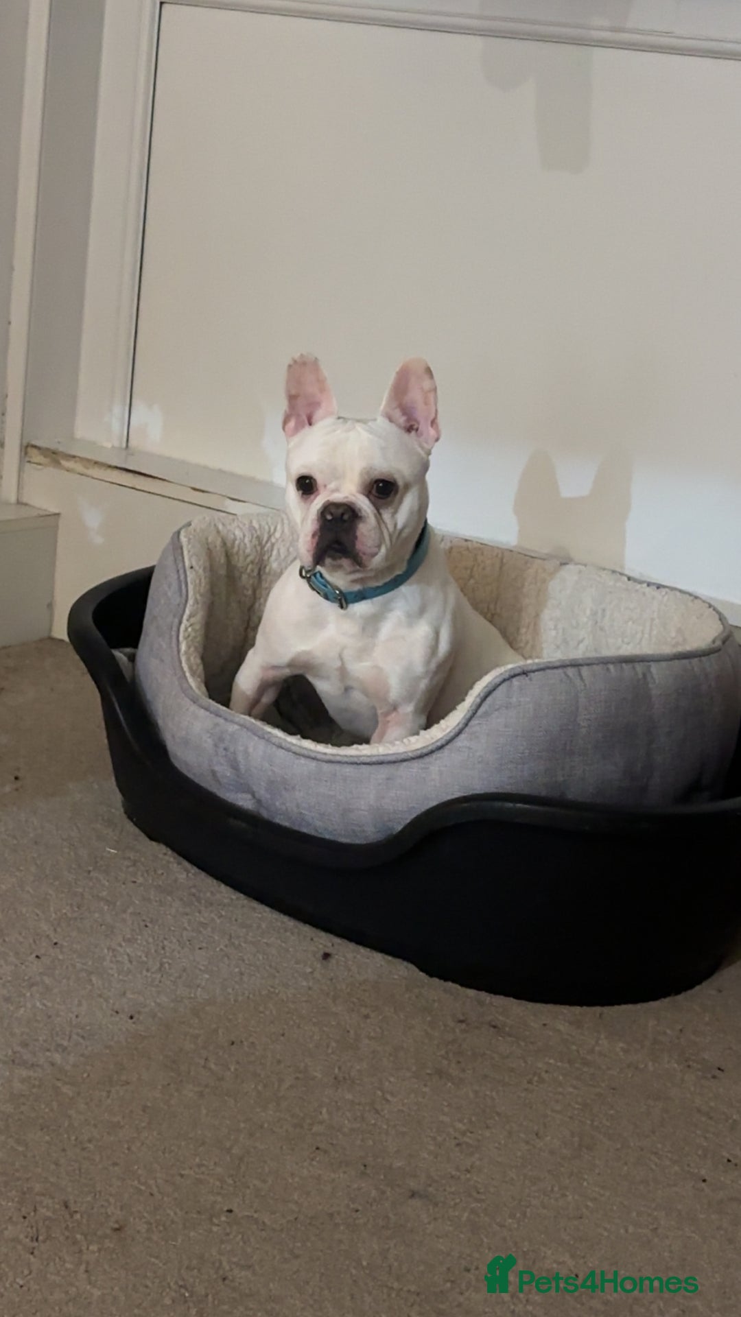 French Bulldog dogs for sale: 2years old French bulldog  - Advert 4