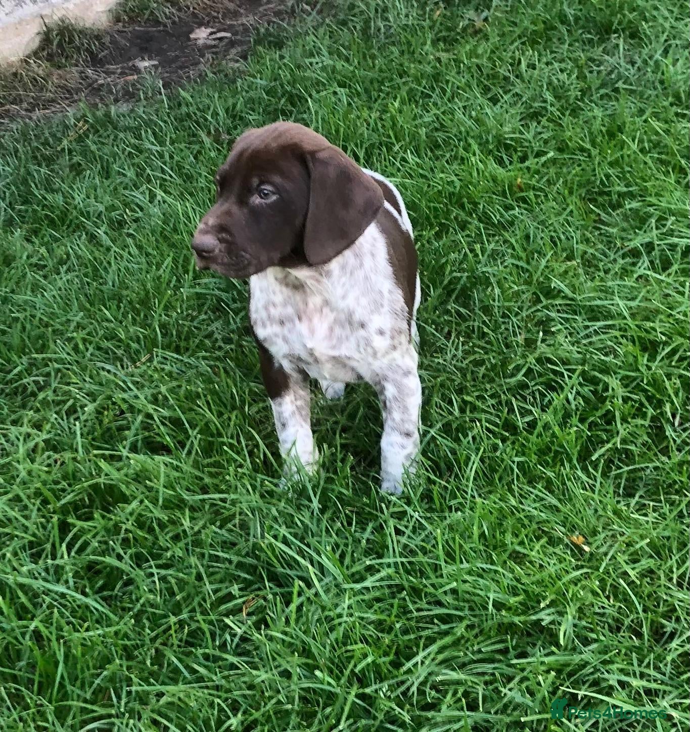 German Shorthaired Pointer dogs GSP Puppies - Advert 2