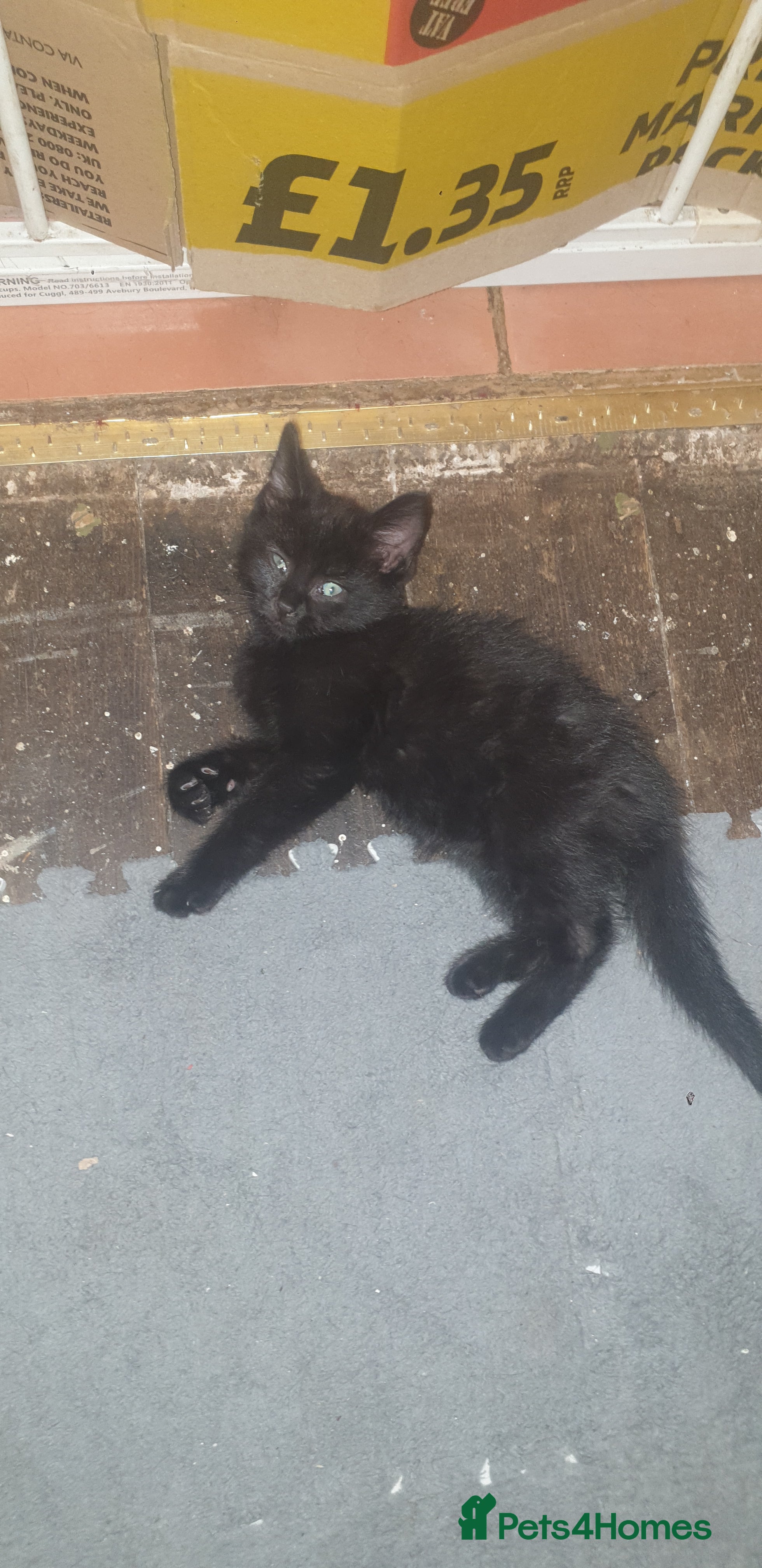 Mixed Breed cats Kittens - Advert 2