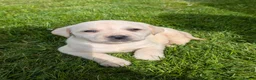 Labrador Retriever dogs for sale: Beautiful KC Labrador Puppies - Advert 15