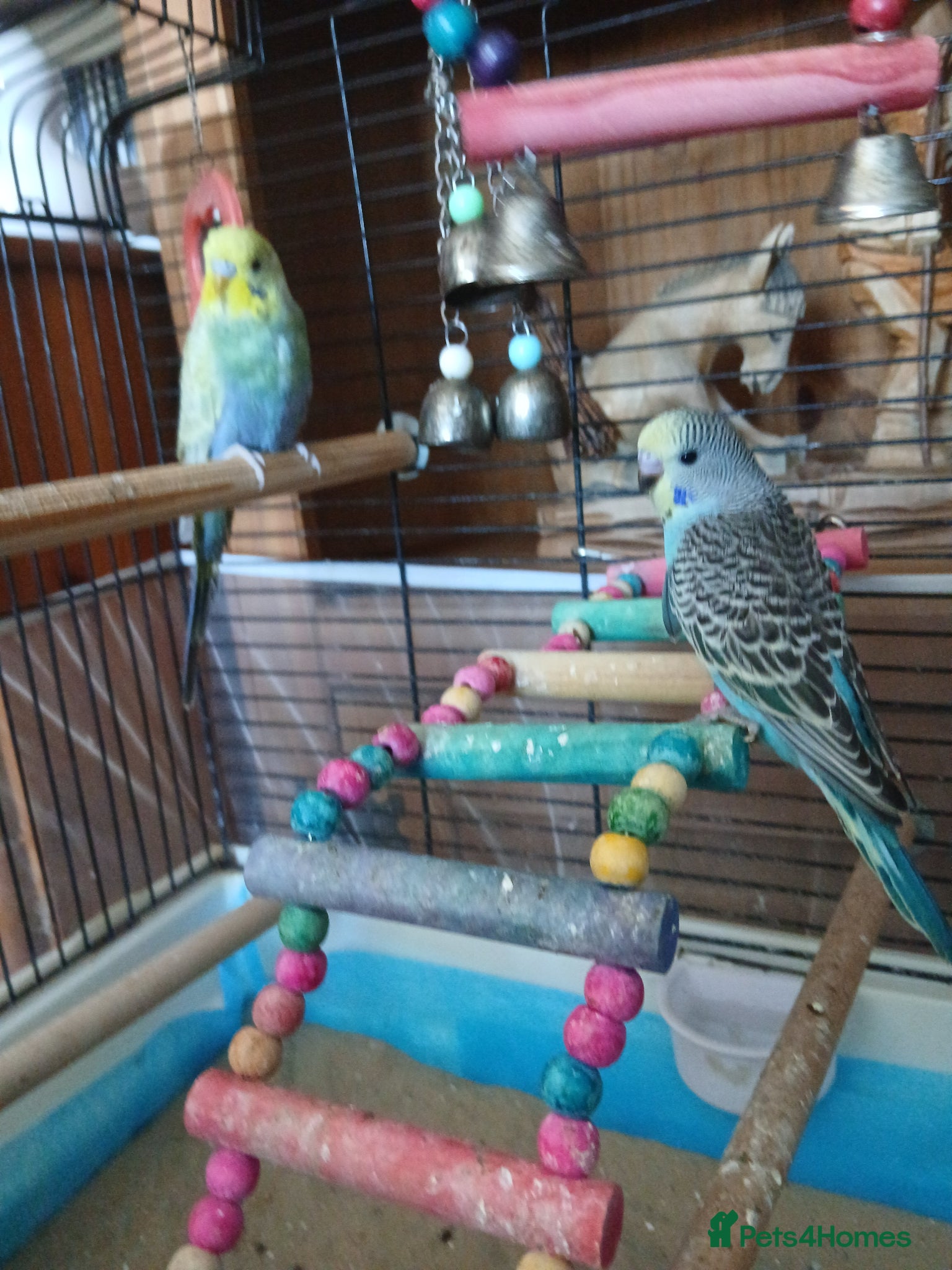 Budgerigars birds Budgiregars - Advert 6