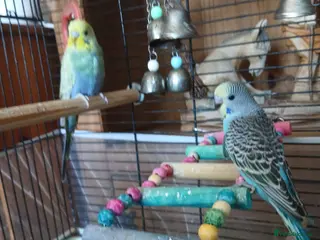 Budgerigars birds Budgiregars - Advert 6