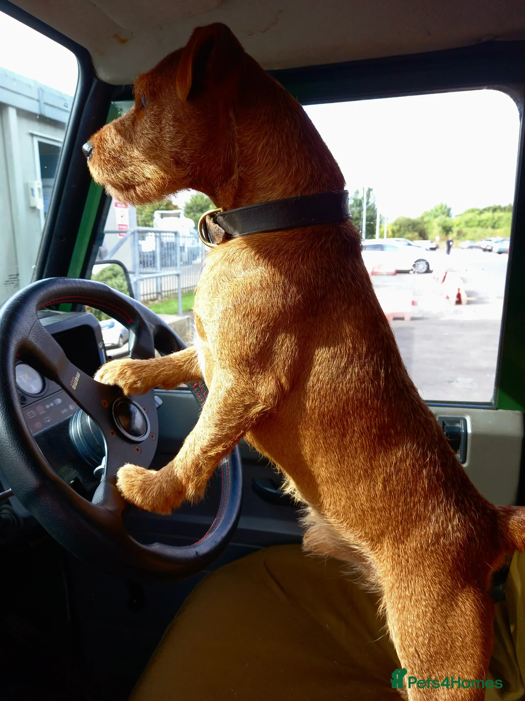 Lakeland Terrier dogs for stud: Stunning Red Lakeland Terrier from working lines in Newark - Advert 8