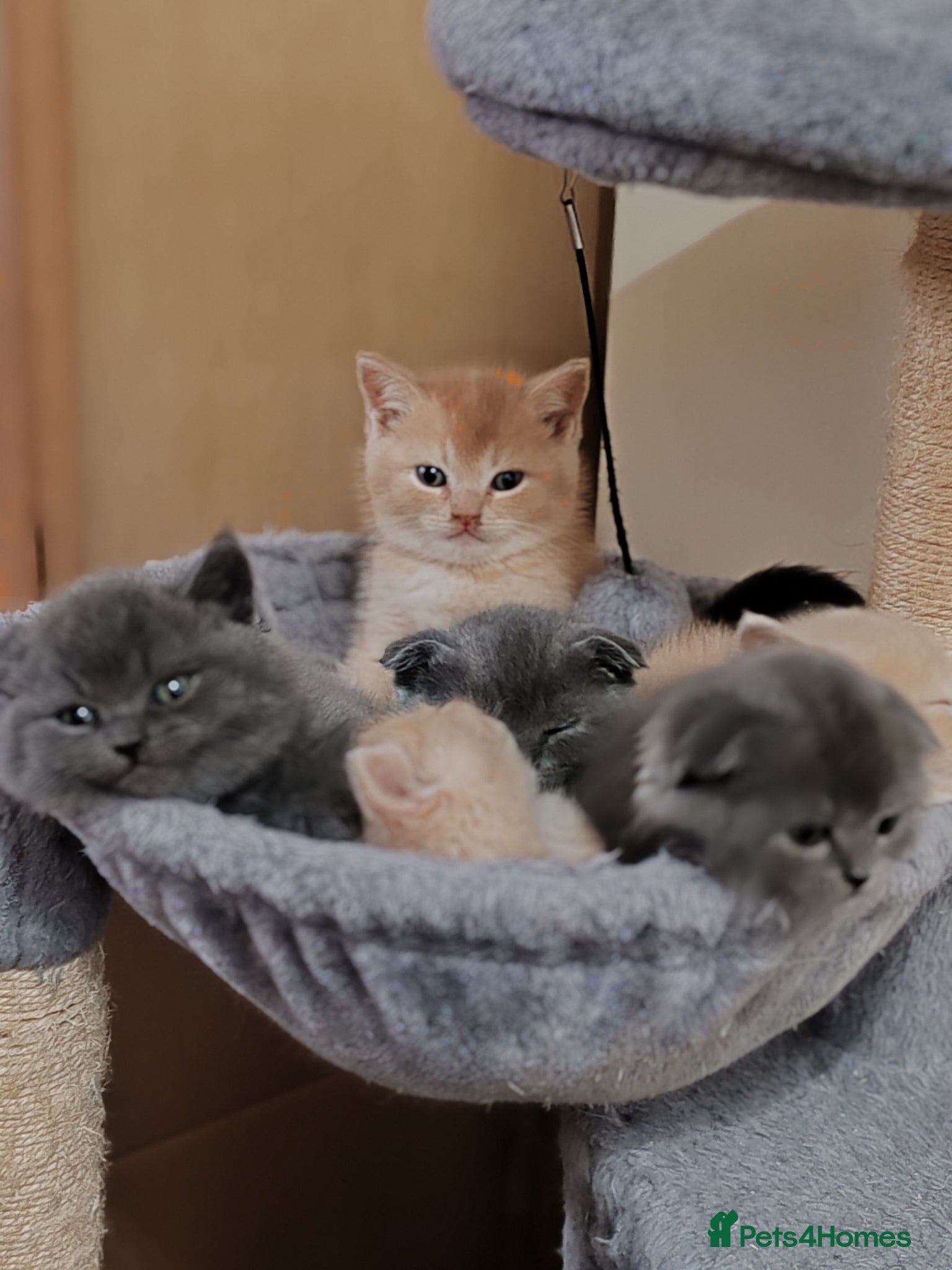 Scottish Fold cats Last 2 😺 Scottish fold x BSH left.  - Advert 1