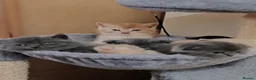 Scottish Fold cats for sale: Scottish fold x BSH kittens - Advert 15
