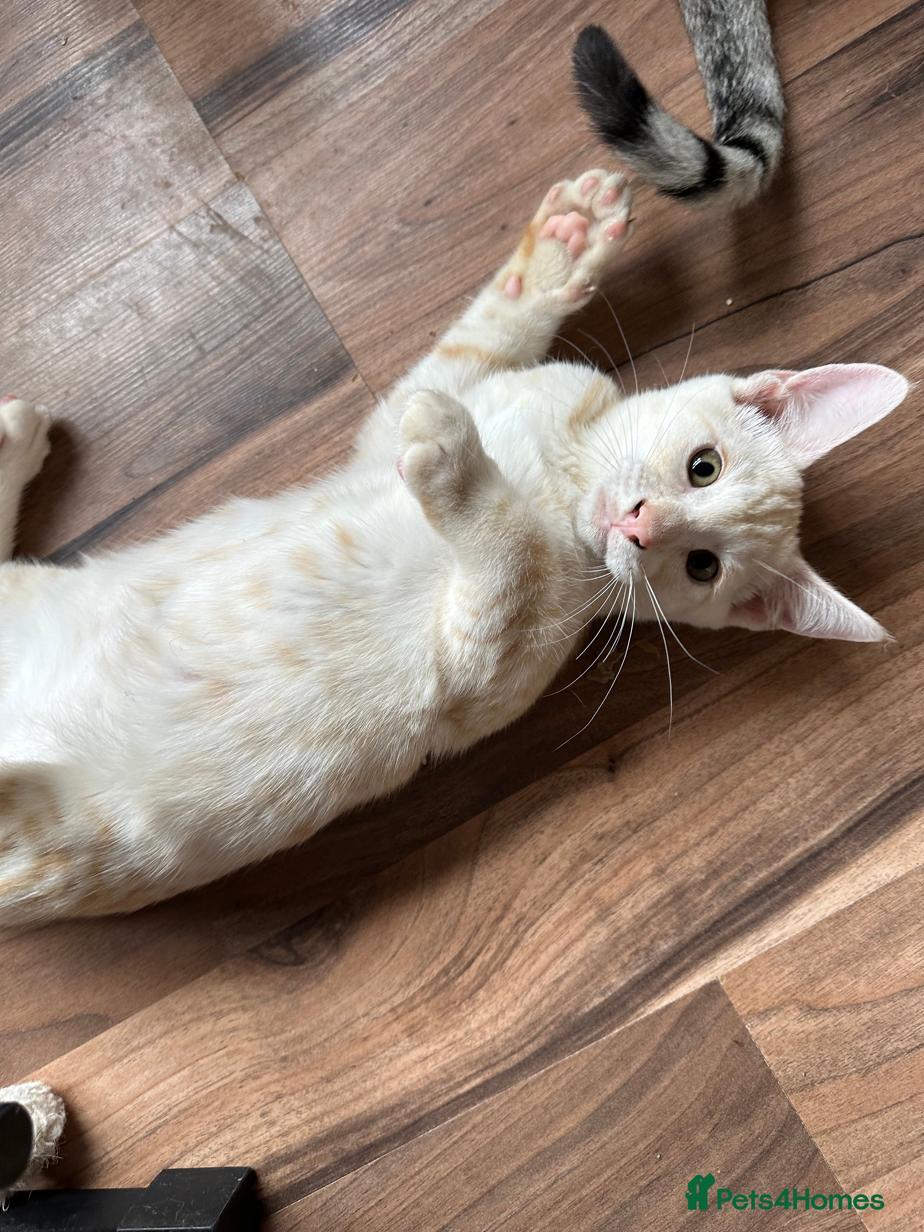 Mixed Breed cats for sale: Amazing Crossed Bengals Available  - Advert 13