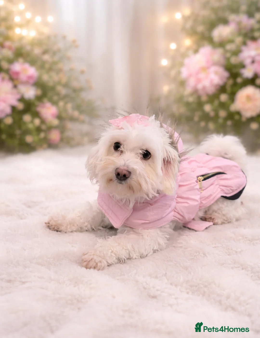 Maltipoo dogs for sale: Maltipoo Puppies for Sale - Advert 2