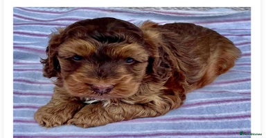 Cockapoo dogs - Advert 12