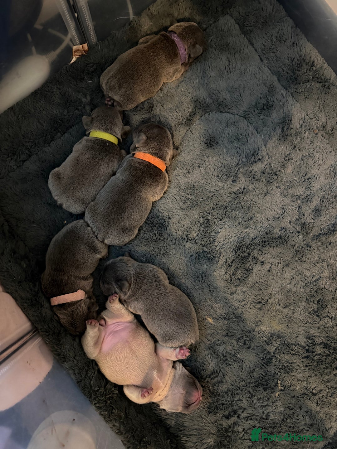 French Bulldog dogs for sale: French bulldog puppies  - Advert 4