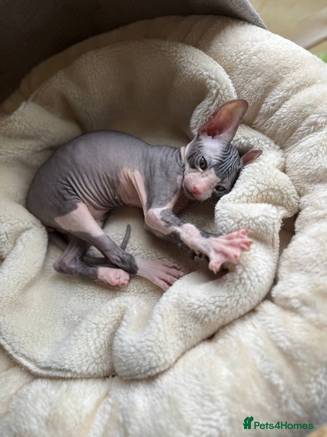 Sphynx cats for sale: Don Sphynx Kittens - Image 23