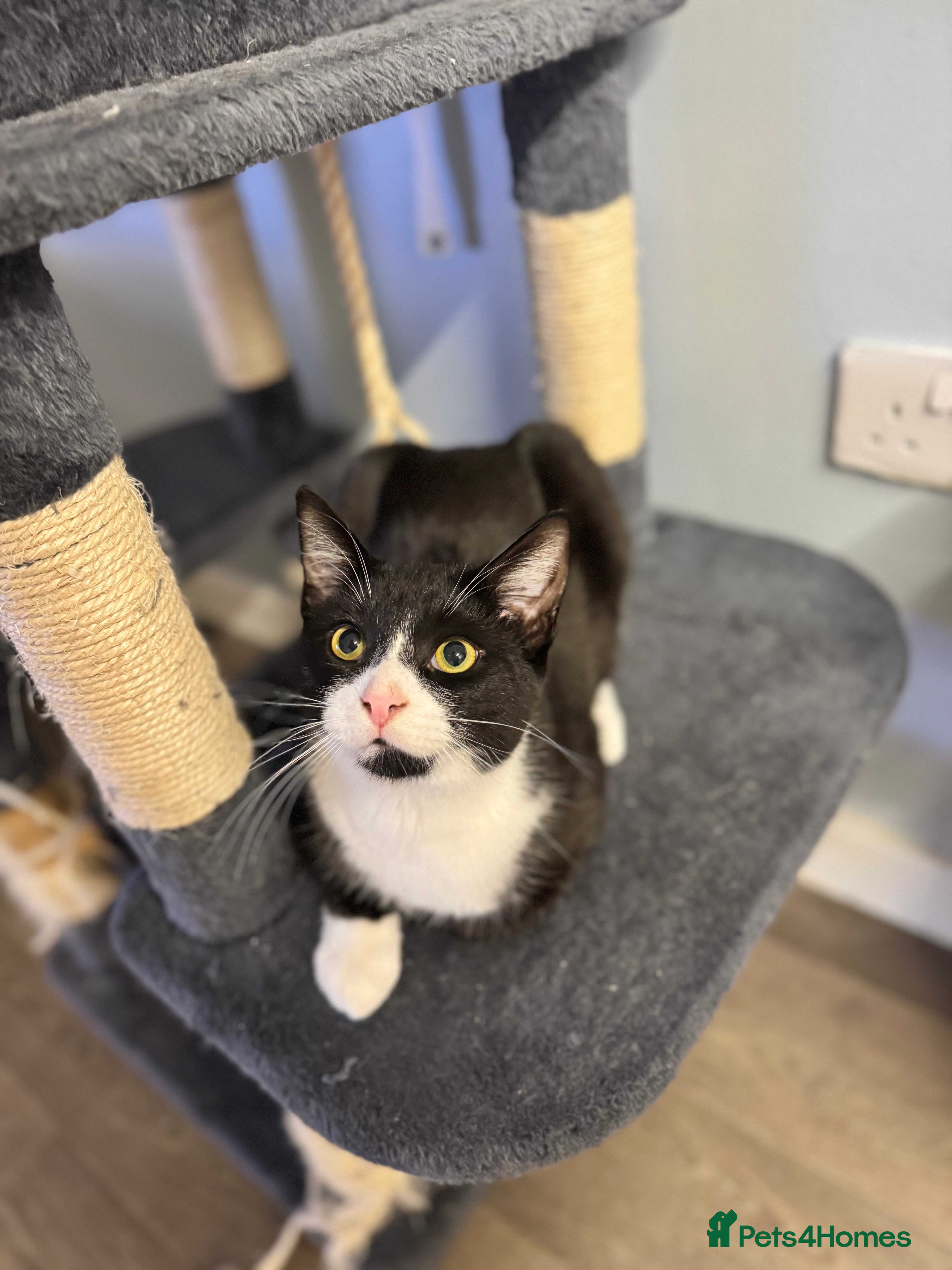 Domestic Shorthair cats for sale: Rehoming my 3 cats to be homed together  - Advert 4