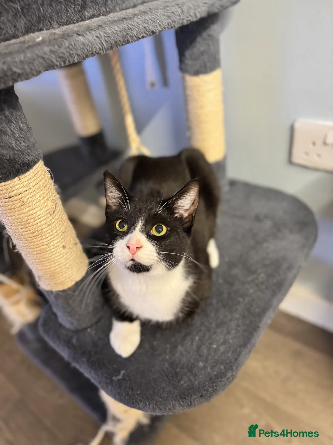 Domestic Shorthair cats for sale: Rehoming my 3 cats to be homed together  - Advert 3