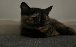 British Shorthair cats for sale: Beautiful kittens for sale British shorthair cross - Image 6