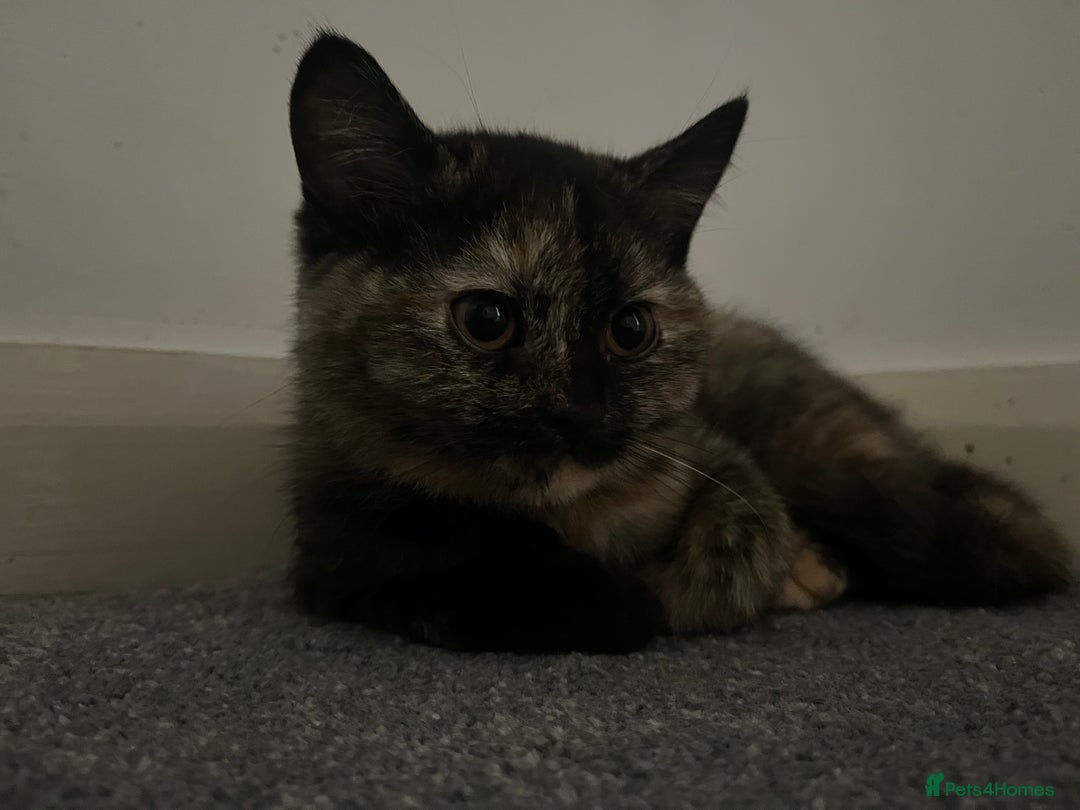 British Shorthair cats for sale: Beautiful kittens for sale British shorthair cross - Image 6