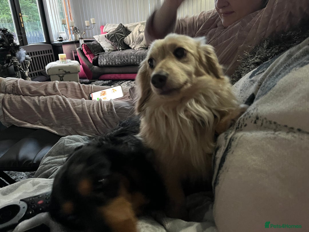Dachshund dogs for sale: Stunning long haired miniature daxi puppies    - Image 14