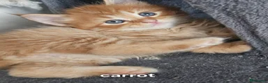 Carrott