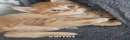 Mixed Breed cats for sale: Mixed Maine Coon kittens - Advert 6