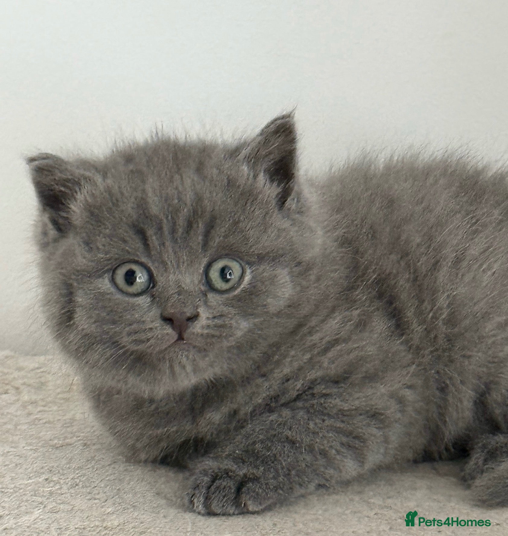 British Shorthair cats GCCF British shorthair kittens available  - Advert 18