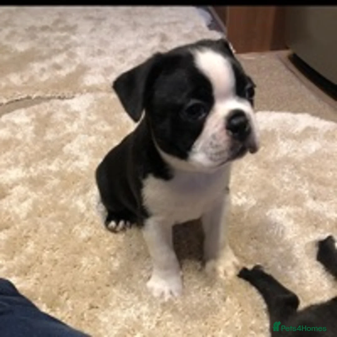 Boston Terrier dogs for stud: Small Proven Boston Terrier Stud in Doncaster - Advert 19