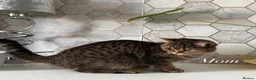 Russian Blue cats for sale: Russian blue cross with BSH in London - Advert 2