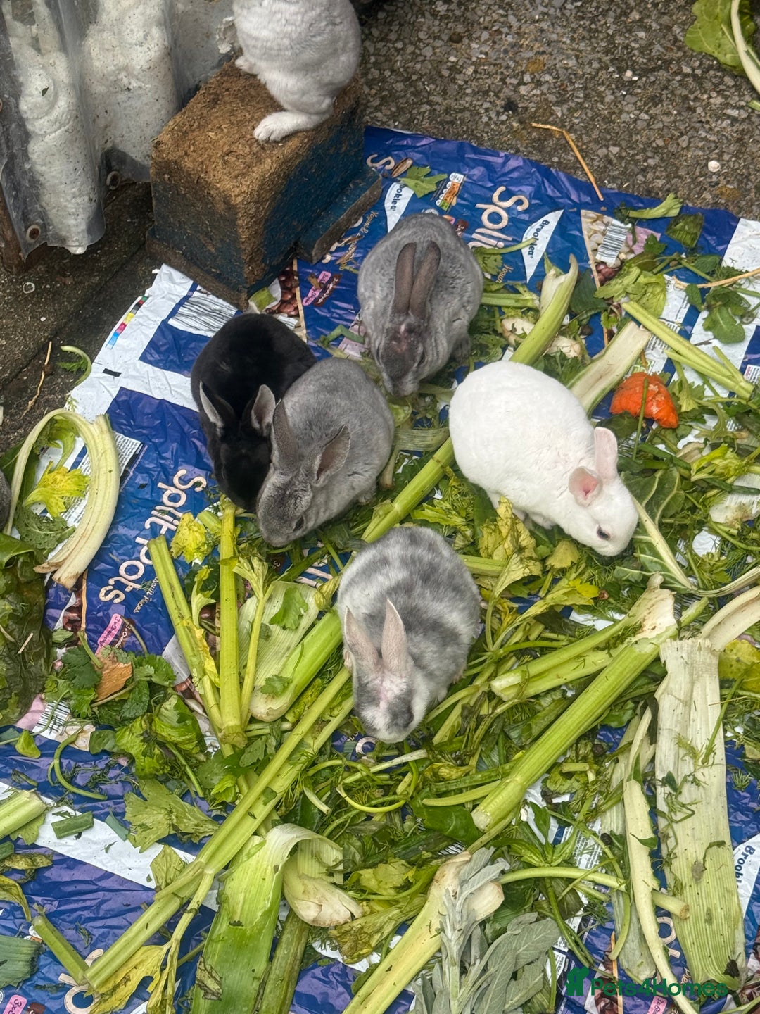 Rex rabbits for sale: Baby bunny’s and adult rabbits for sale  - Advert 1