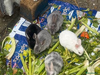 Rex rabbits Baby bunny’s and adult rabbits for sale - Advert 1