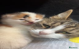 Domestic Shorthair cats for sale: 3 beautiful kittens - Image 7
