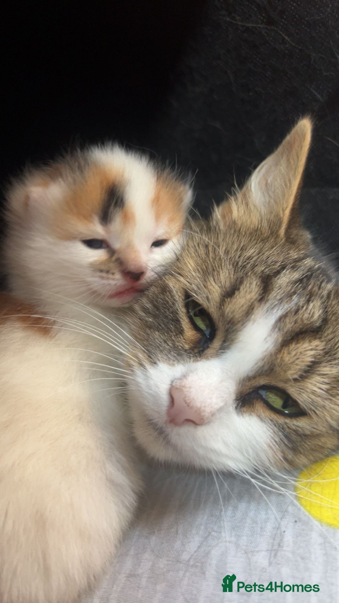Domestic Shorthair cats for sale: 3 beautiful kittens - Image 7