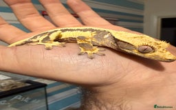 Gecko reptiles for sale: Lilywhite Crested Geckos  - Image 16