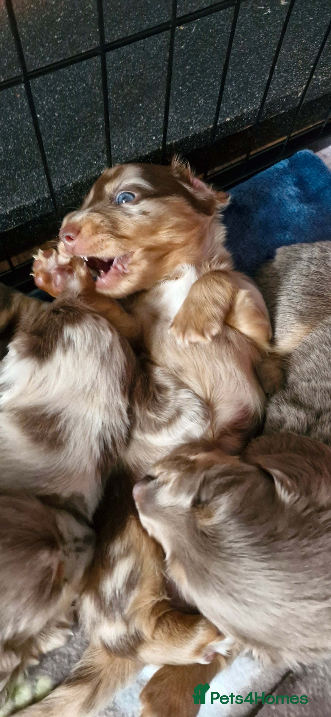 Miniature Dachshund dogs for sale: Longhaired miniature dachshunds  - Image 21