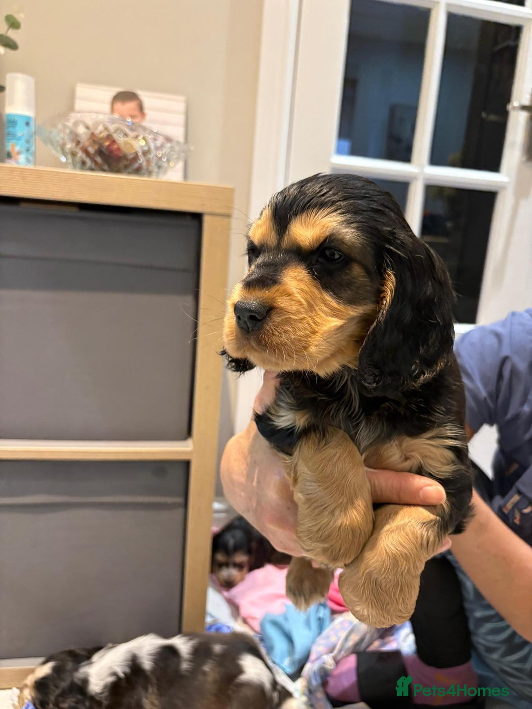 Cocker Spaniel dogs for sale: Pure show type KC reg DNA health test  - Advert 12