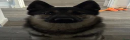 Mixed Breed dogs for stud: Cerberus  - Advert 3