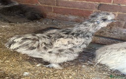Hens poultry for sale: Beautiful coloured silkie hens point of lay/pullet - Image 7